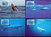 Bahamas Blainville�s Beaked Whale Set of 4 official Maxicards
