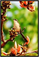 Ashy Prinia