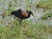 Glossy Ibis (Bronsibis) - Plegadis falcinellus