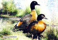 Australian Shelducks