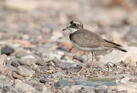 Long billed plover C20D 02034.jpg