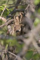 Oriental scops owl C20D 03240.jpg