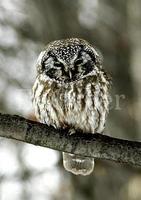 올빼미 [Korean wood owl]