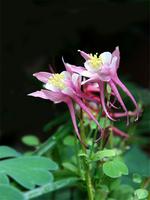 매발톱