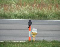 Amur Falcon (Falco amurensis)