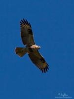 Common Buzzard