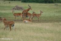 Ugandan kob mating