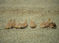 Spotted Sandgrouse (Pterocles senegallus)