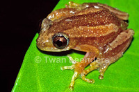 : Afrixalus dorsalis; Striped Spiny Reed Frog