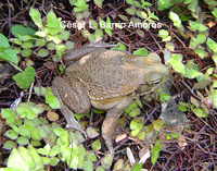 : Bufo marinus; Cane Toad