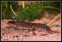 : Lissotriton vulgaris; Smooth Newt