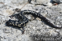 : Plethodon albagula; Western Slimy Salamander