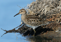 : Calidris melanotos; Pectoral Sandpiper