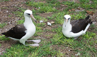 : Phoebastria immutabilis; Lysan Albatross