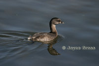 : Podilymbus podiceps; Pie-billed Grebe