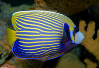 : Pomacanthus imperator; Emperor Angelfish