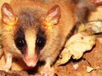: Gracilinanus microtarsus