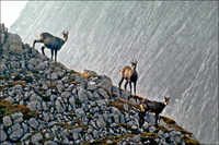 : Rupicapra rupicapra; Mountain Chamois