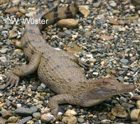 : Crocodylus mindorensis; Philippine Crocodile