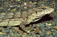 : Ctenosaura quinquecarinata
