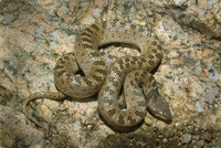 : Hypsiglena torquata chlorophaea; Sonoran Night Snake