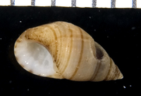 : Angiola lineata