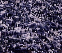 ...Murres (Uria lomvia) and Black-legged Kittiwakes (Rissa tridactyla)