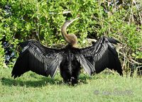 Photo of anhinga indomalajská Anhinga melanogaster Indian Darter