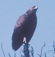 Indian Spotted Eagle » Aquila hastata