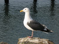 Larus occidentalis Western Gull