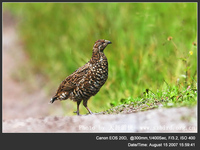 Bonasa sewerzowi Chinese Grouse 斑尾榛雞 006-063