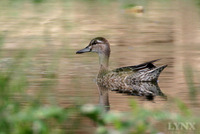 Garganey (female) 白眉鴨(雌性)