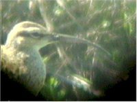 Bristle-thighed Curlew