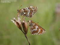 Okkergul pletvinge (Melitaea cinxia) Foto/billede af