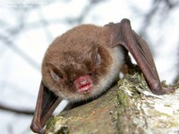 Damflagermus (Myotis dasycneme) Foto/billede af