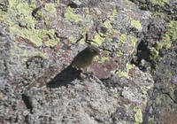 オリーブムシクイ Sulphur-bellied Warbler Phylloscopus griseolus