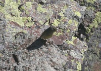 オリーブムシクイ Sulphur-bellied Warbler Phylloscopus griseolus