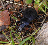 Carabus coriaceus coriaceus