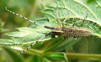 Agapanthia villosoviridescens - Golden-bloomed Grey Longhorn