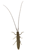 Calamobius filum