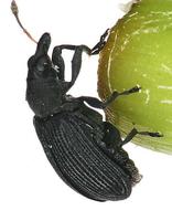 Magdalis flavicornis