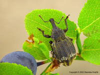 Plinthus tischeri
