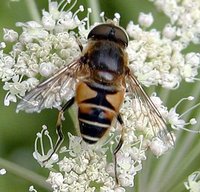 Eristalis tenax - Drone Fly