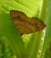 Camptogramma bilineata - Yellow Shell