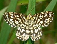 Chiasmia clathrata - Latticed Heath