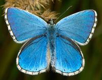 Polyommatus bellargus - Adonis Blue