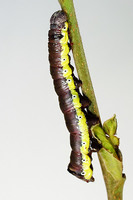 Pheosia gnoma - Lesser Swallow Prominent