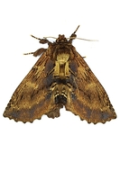 Ptilodon capucina - Coxcomb Prominent
