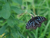 Tirumala septentrionis - Dark Blue Tiger