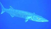 Sphyraena barracuda, Great barracuda: fisheries, gamefish, aquarium